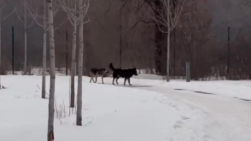 Кадр из видео