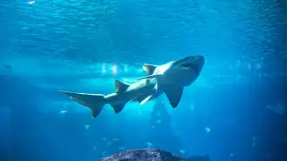 Акула растерзала подростка на пляже острова Бриби в Австралии