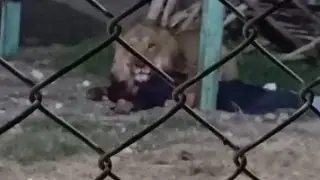 Лев загрыз упавшего в клетку работника зоопарка