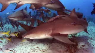 Нападения акул на людей в 2024 году, сколько и где: опубликована статистика