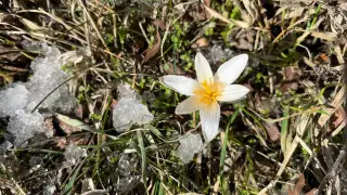 “До весны две недели“: в Каратау зацвели подснежники