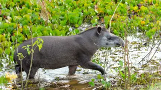 Чрезвычайно редкое животное, считавшееся вымершим, попало на камеру