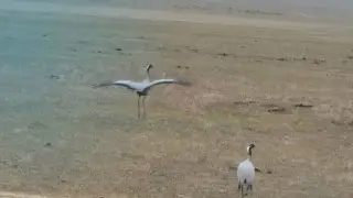 Редкую птицу поймали в кадр в нацпарке “Кольсайские озера“