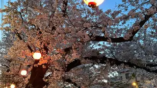 Казахстанец запечатлел последние дни цветения сакуры в Японии