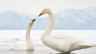 В Боровом снова поселились символы любви и верности