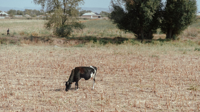 Фото ©️ Tengrinews.kz / Турар Казангапов