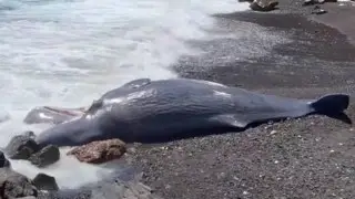 “Не каждый день такое увидишь“: гигантского морского обитателя выкинуло на пляж в Испании