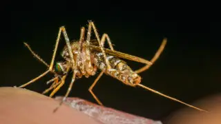 Крупнейшая вспышка за 20 лет: предупреждение для туристов