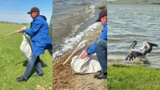 Чудо в Бурабае: трогательная история со спасением пеликана