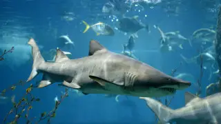 Акула напала на 9-летнюю девочку на глазах у родителей: видео