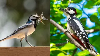 “Показала детям“: казахстанец заснял птиц в Боровом