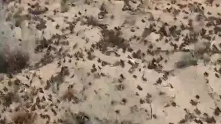 Кадр из видео: instagram.com/diana.alina