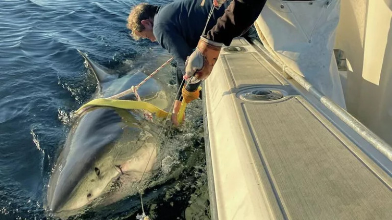 Самец белой акулы Contender. Фото: OCEARCH