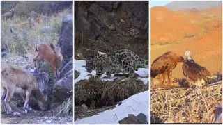 “Жизнь барсов“: редких животных сняли на территории Казахстана