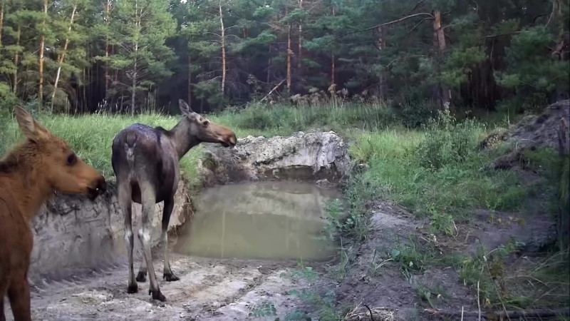 Кадр из видео