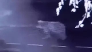 Медведь “зашёл в гости“ в акимат в ВКО - теперь его ищут