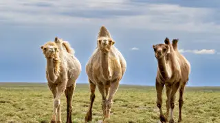 Сильная жара на юге и дожди с грозами на севере: погода в Казахстане 20 августа