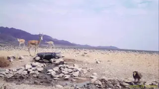 “Краснокнижная встреча“: необычный кадр сняли в Алматинской области