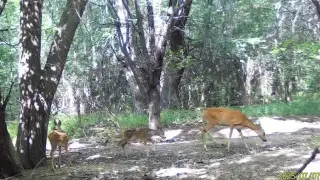 Удивительный момент: косуля с детёнышами попала в кадр в Алматинской области