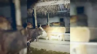 Спецназ МВД задержал похитителей коров на юге Казахстана