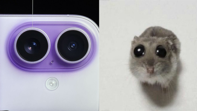 Фото: x.com/twaniimals