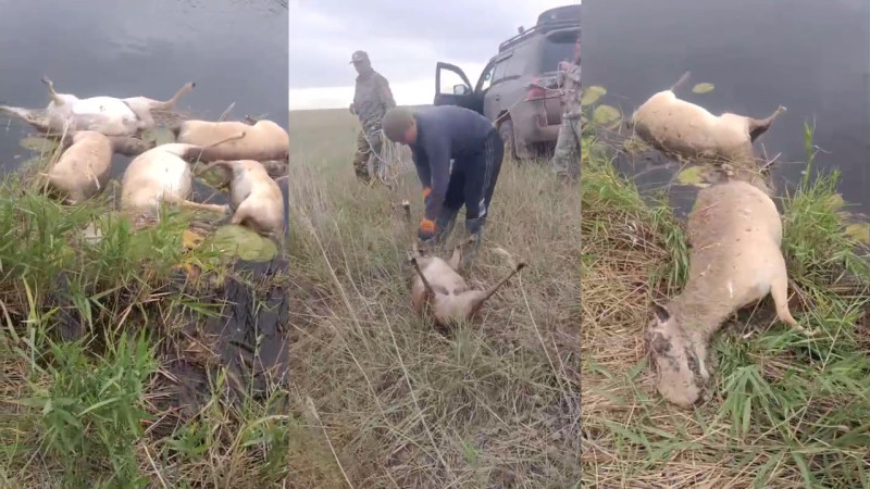 Кадры из видео