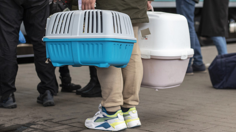 Фото:depositphotos.com/ sergii.kl.ua