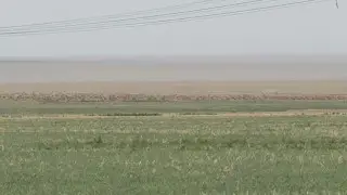 “Они ничего не боятся“: на западе Казахстана просят разрешить отстрел сайгаков