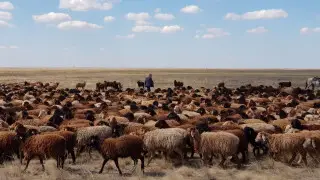 Крупный проект по овцеводству реализуют в области Улытау