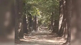 Алматинцев возмутила укладка бордюра в роще Баума