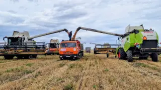 Урожайность и площади посевов выросли в Костанайской области