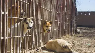 “Расстреляйте меня - я не уеду!“ Конфликт вокруг собак и земли разгорелся в Алматинской области