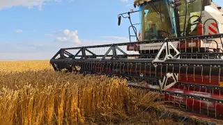 Урожай в Акмолинской области: Аграрии собрали уже более пяти миллионов тонн зерна