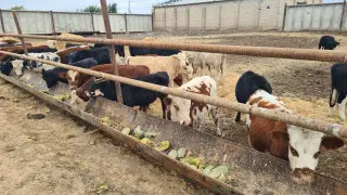 “Скот распродают, хозяйства закрывают“: актюбинские фермеры предупреждают о кризисе