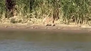 Туристы засняли на видео шакала в Атырауской области