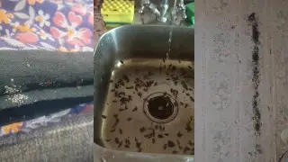 Они возвращаются: почему даже чистота в квартире не спасёт от тараканов и клопов