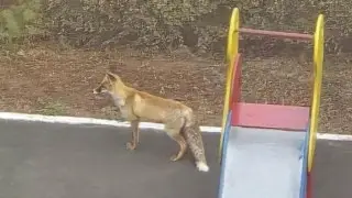 Жители Астаны заметили лису во дворе рядом с Ботсадом