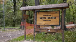 Команда акима Сатыбалды выступила с заявлением на фоне скандала с “вырубкой рощи Баума“