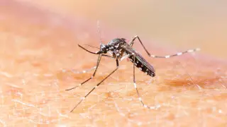 ВОЗ сделала тревожное заявление о вирусе чикунгунья