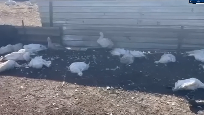 Кадр из видео