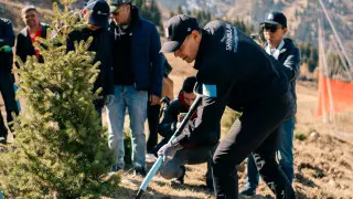 “Шымбулак“ запустил инициативу по восстановлению тянь-шаньских елей