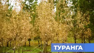 Сакральное для казахского народа дерево впервые высадили в Астане