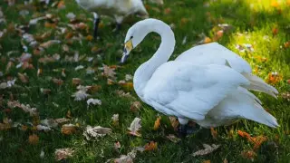 “Очень рано“: Ботсад Алматы изменит график работы