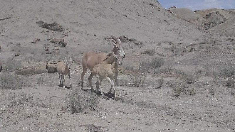 Фото: instagram.com/ustirt_kz