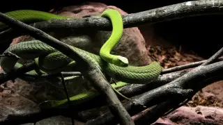 Туристы жалуются на нашествие двухметровых змей на Шри-Ланке