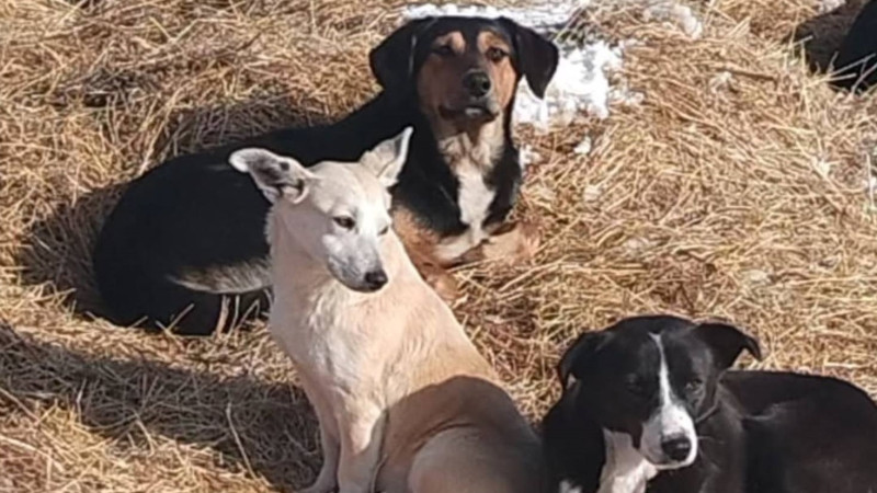 Фото: Instagram @shelter_beliybim