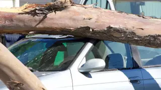 Коммунальщикам придется заплатить за раздавленный деревом автомобиль в Таразе