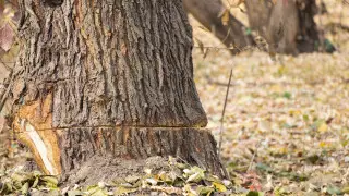 Вырубка деревьев в роще Баума: виновных всё ещё не нашли