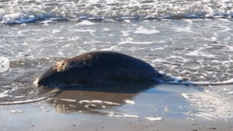 Фото: департамент экологии Мангистауской области