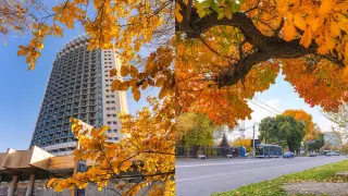 “Последнее дыхание осени“: как Алматы прощается с золотым сезоном, показал фотограф